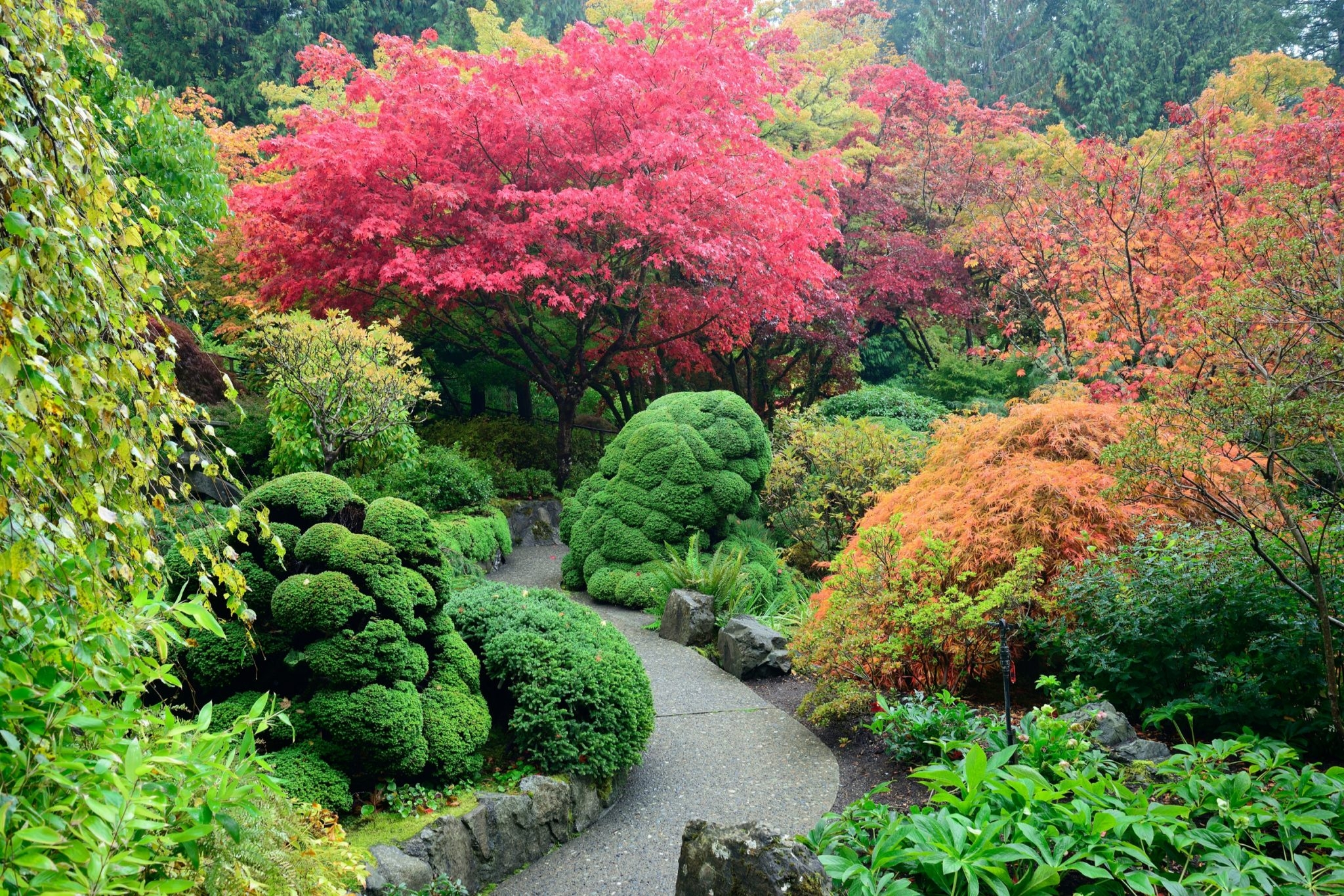 Best 15 Small Trees For Southern California Yards Install It Direct