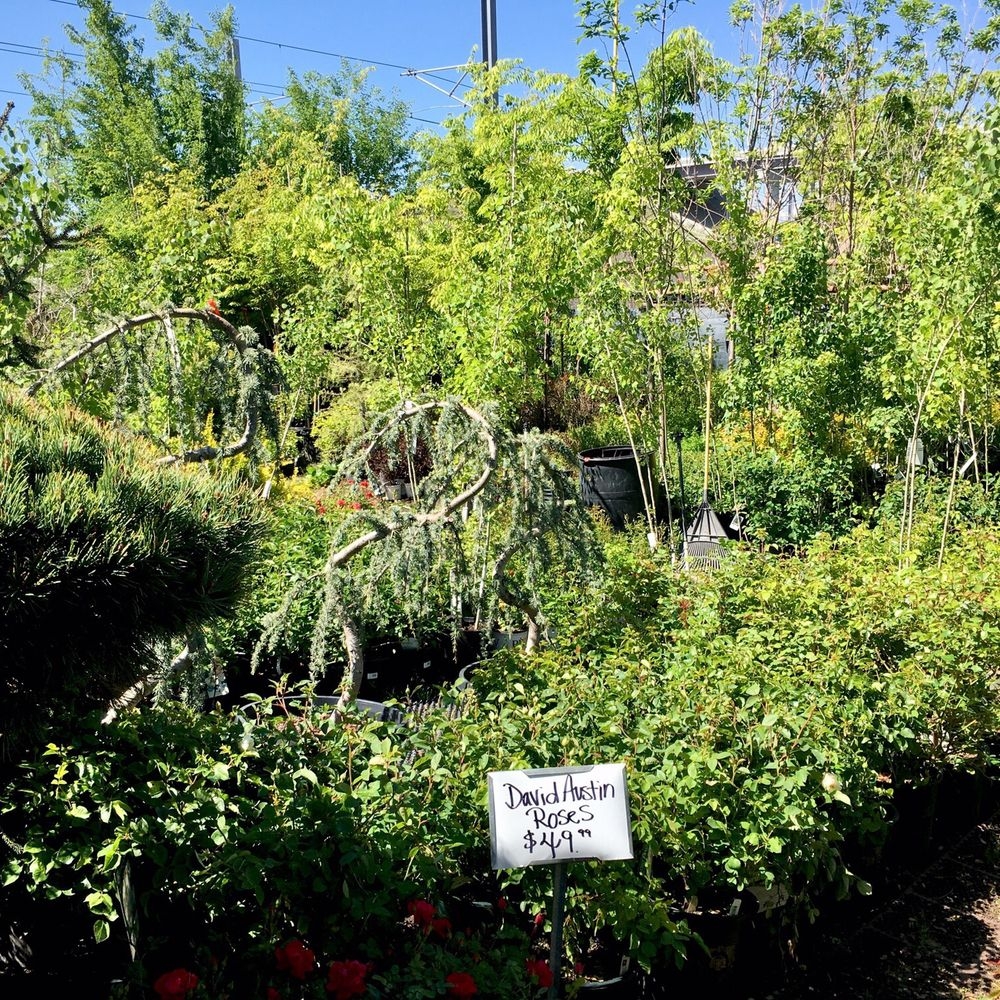 Best Bonsai Near Replenish Landscape Garden Products In Murray UT Yelp Best Bonsai Near Replenish Landscape Garden Products In Murray UT Yelp