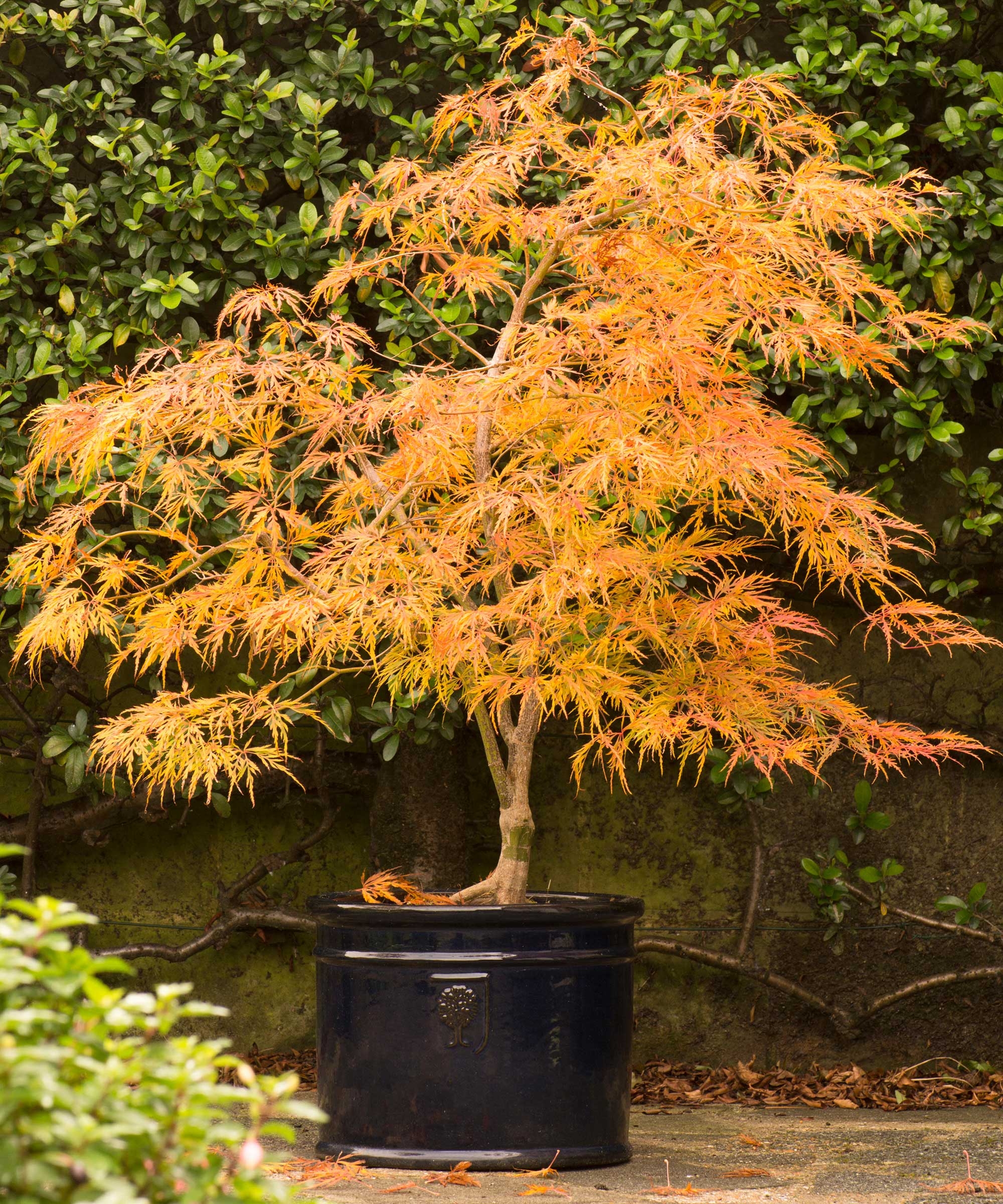 Best Dwarf Trees 5 Unusual Options For Compact Spaces Homes And Gardens