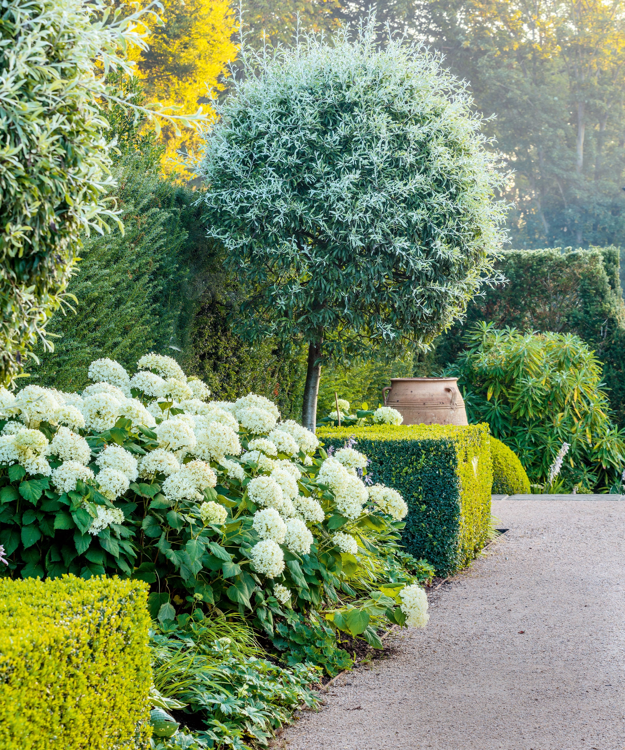 Best Evergreen Shrubs 10 Best Perennial Shrubs Homes And Gardens