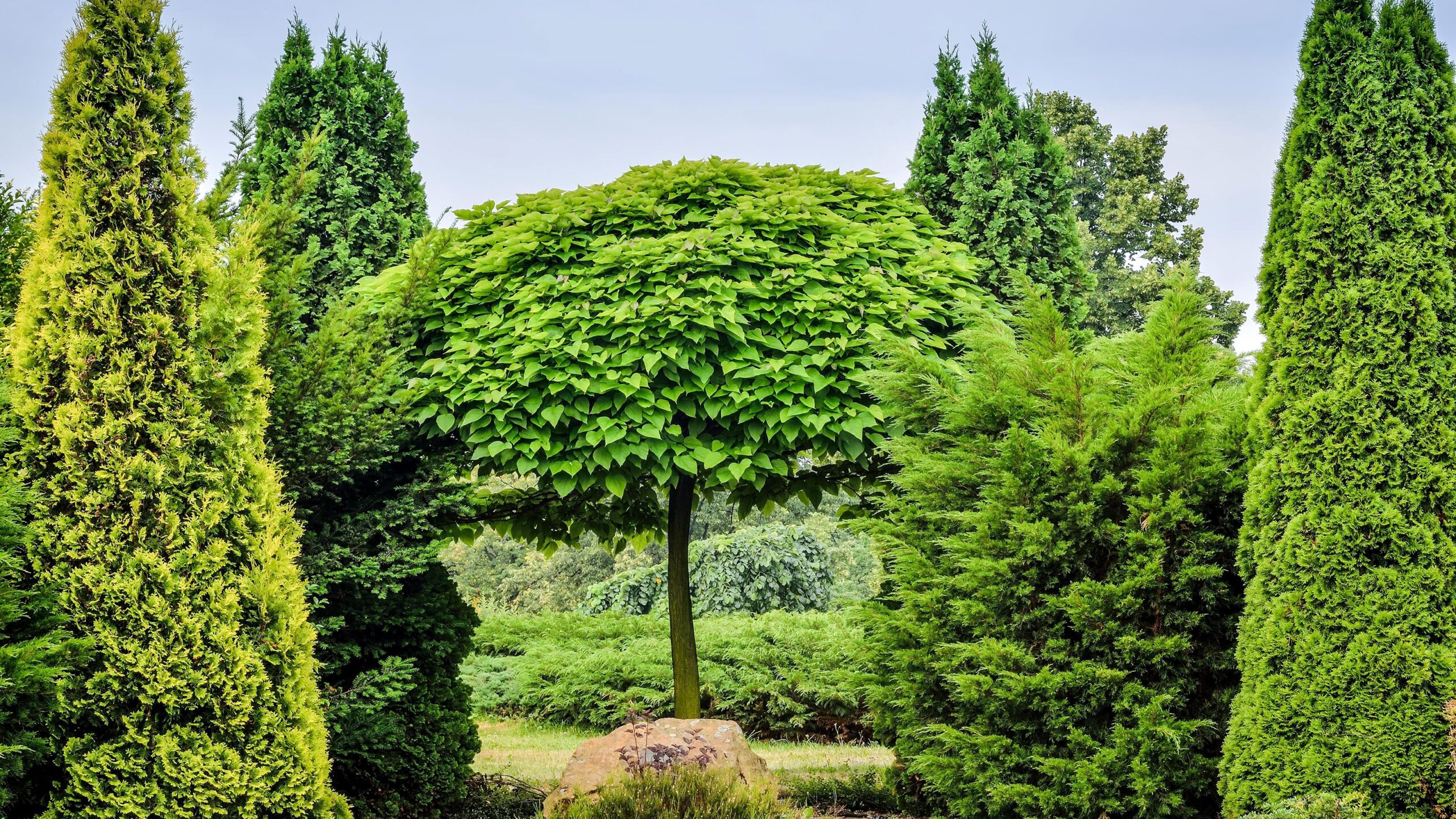 Best Evergreen Trees 17 Ways To Add Color And Structure Gardeningetc
