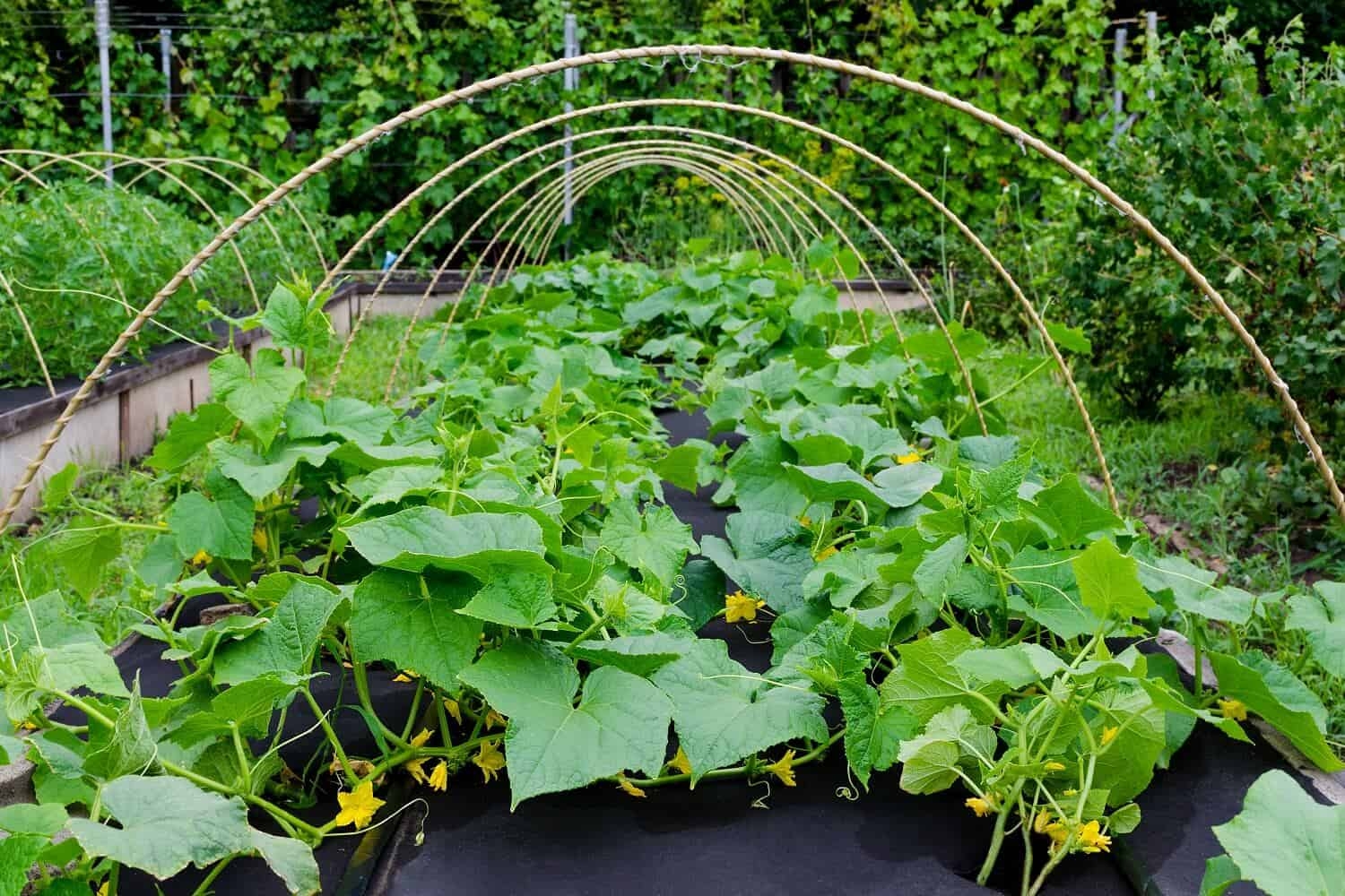 Best Landscape Fabric For Vegetable Gardens And Raised Beds Hort Zone Best Landscape Fabric For Vegetable Gardens And Raised Beds Hort Zone