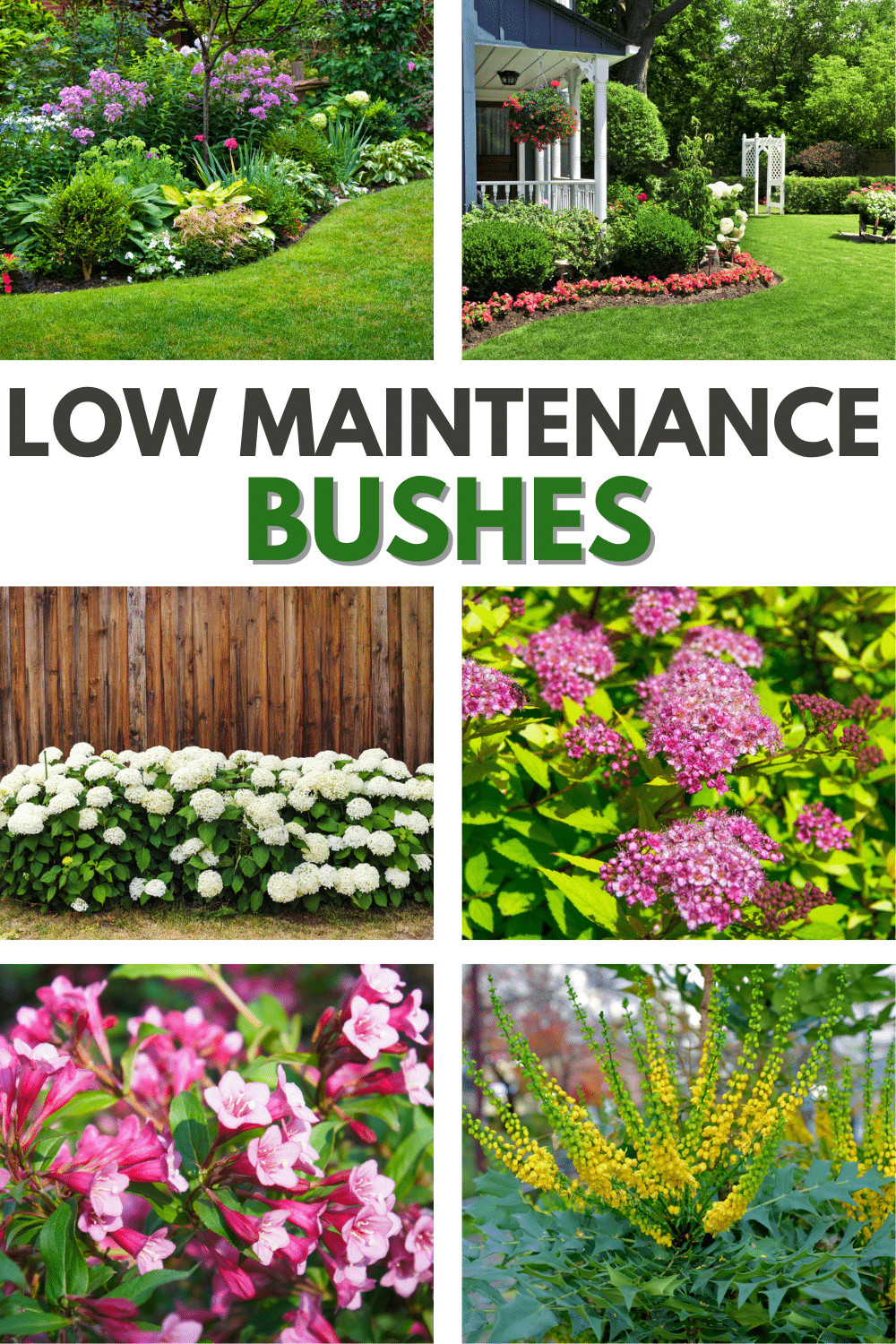 Best Low Maintenance Bushes For Your Outdoor Landscape