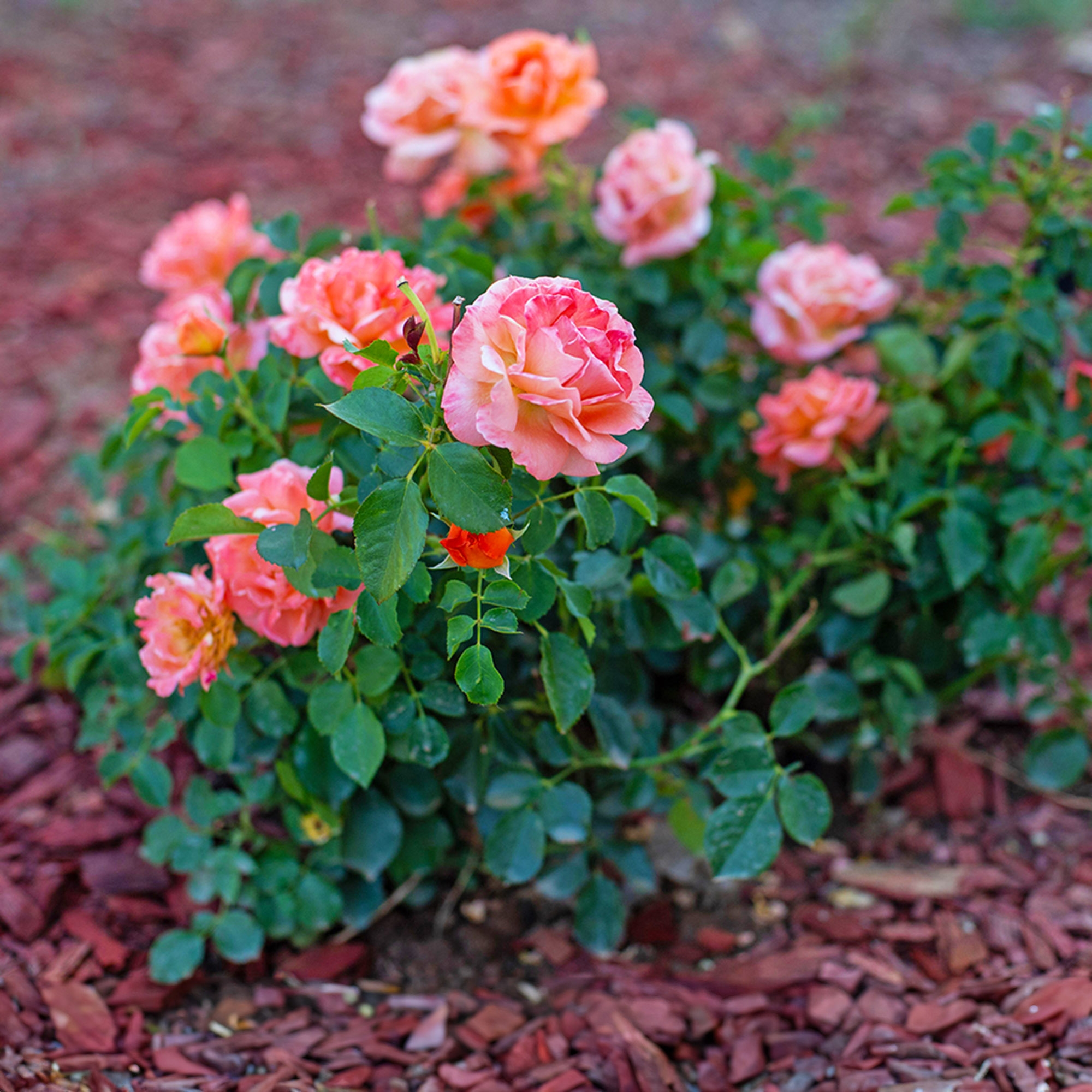 rose landscaping uses