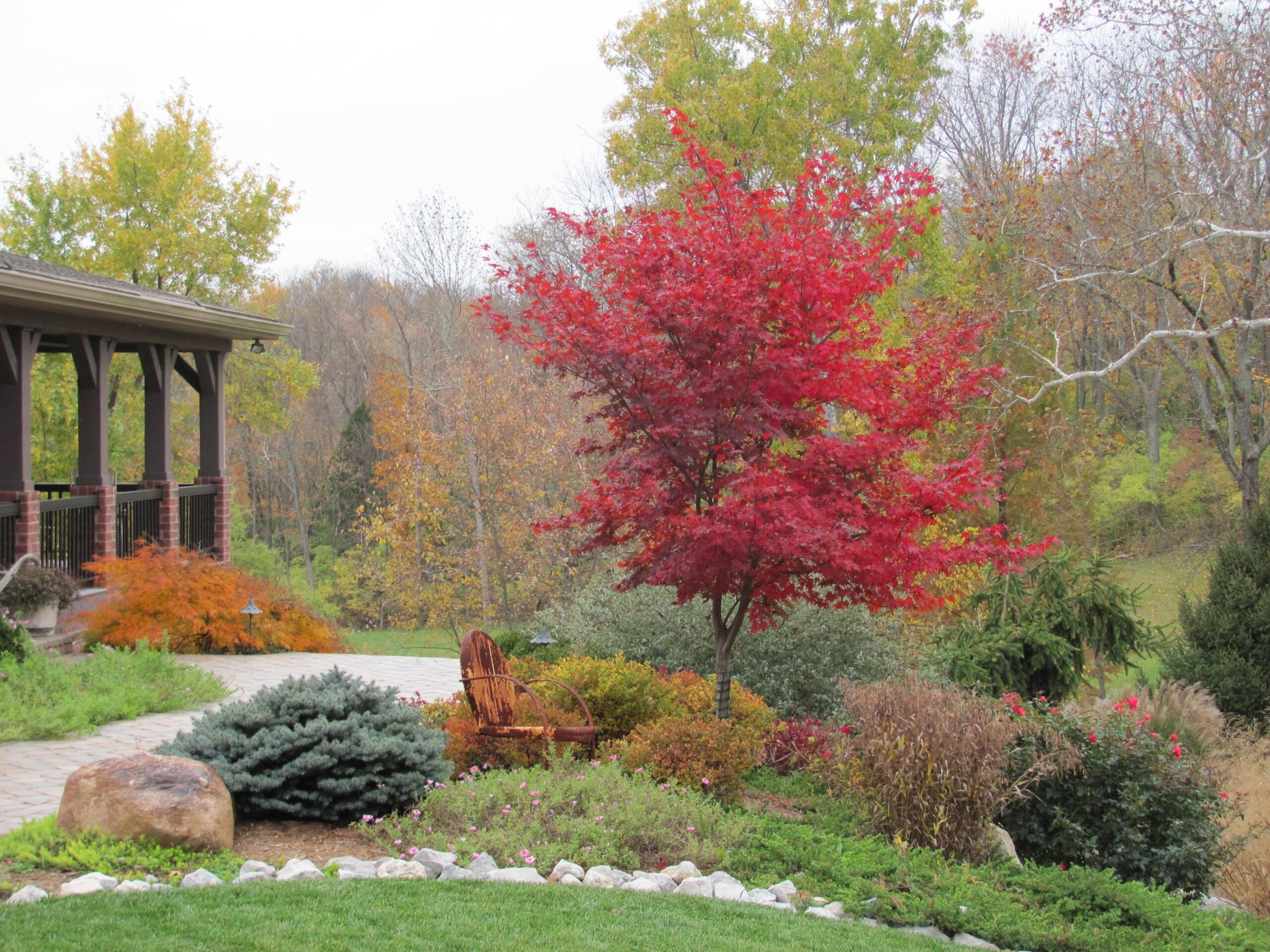 Best Small Trees For Fall Color