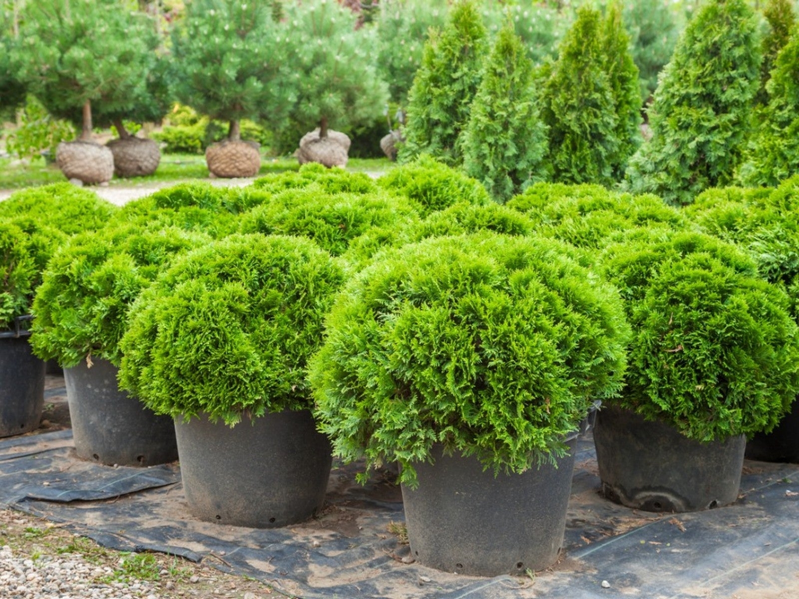 Best Southern Shrubs For Yards And Gardens Gardening Know How