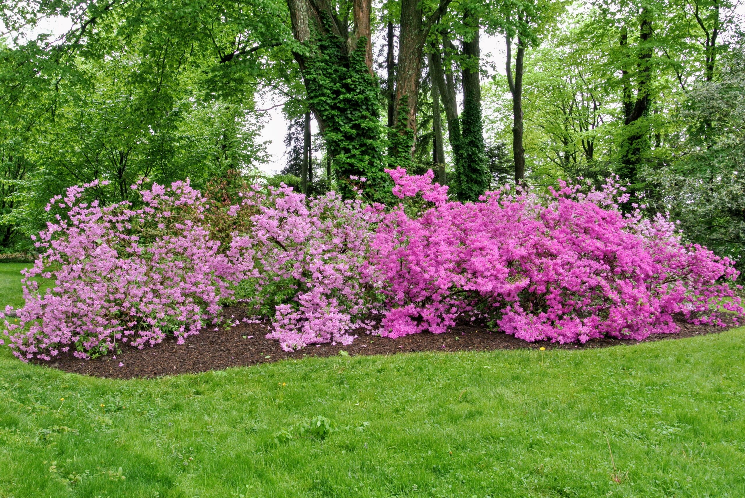 Blooming Azaleas At My Farm The Martha Stewart Blog