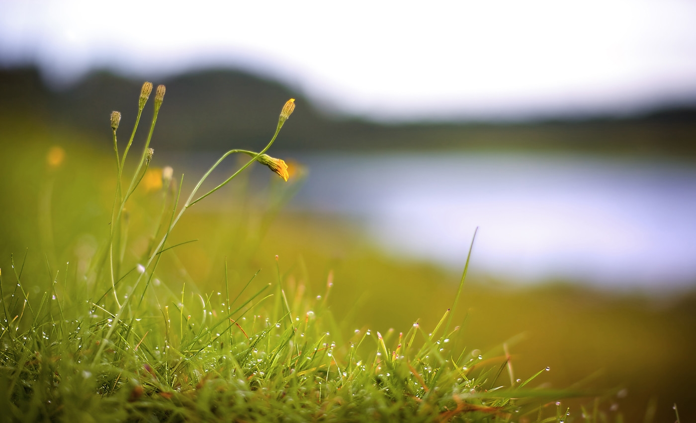 Bokeh Close Up Morning Landscape With Wild Yellow Flowers Flickr