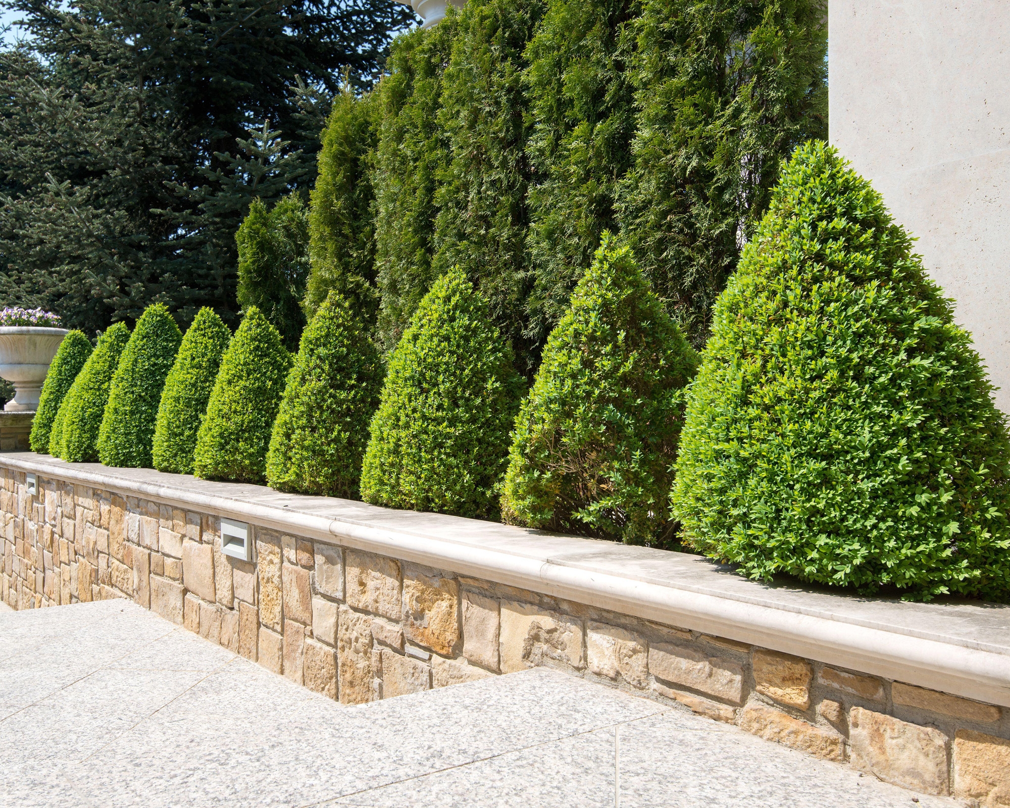 Boxwood Care A Guide To Growing These Evergreen Shrubs Gardeningetc
