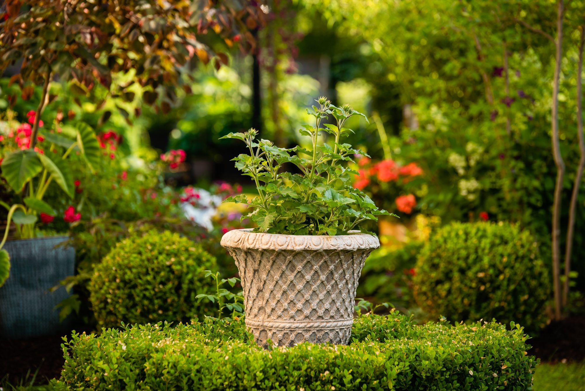 boxwood landscape uses