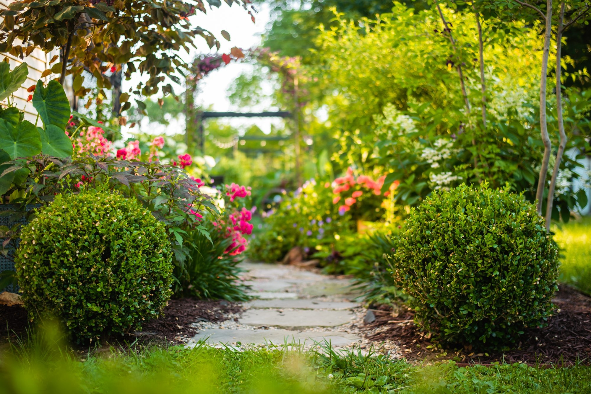 Boxwood Landscape Great Evergreen Shrubs For Garden Design Soil And Margaritas