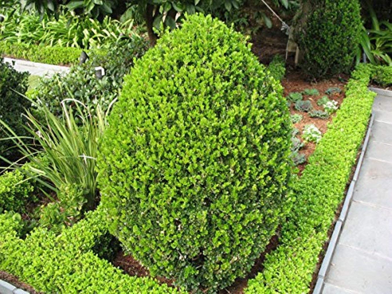 Boxwood Wintergreen Plant Profile Sylvan Gardens Landscape Contractors