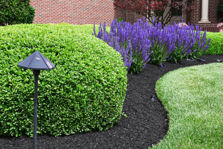 Boxwood Woes Dealing With Damage In Your Garden Wasson Nursery