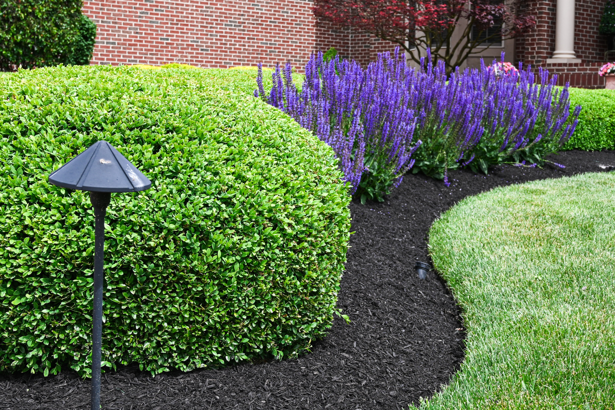 Boxwood Woes Dealing With Damage In Your Garden Wasson Nursery