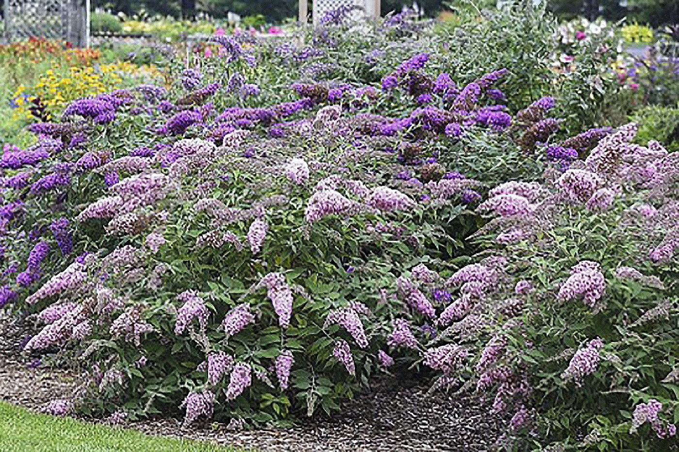 Buddleia A Butterfly Magnet In The World Of Flowering Shrubs Few Plants Can Match Buddleia For The Ability To Attract Butterflies