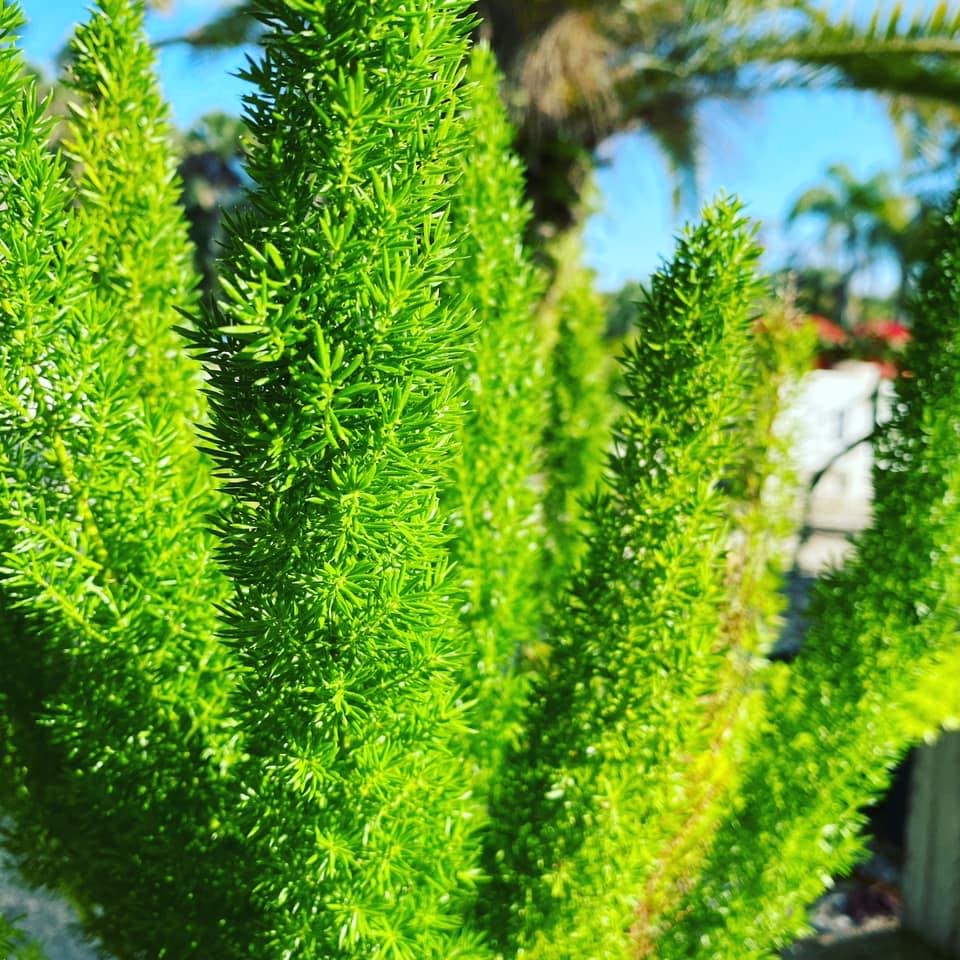 Business Directory Vero Vine Vero Beach FL