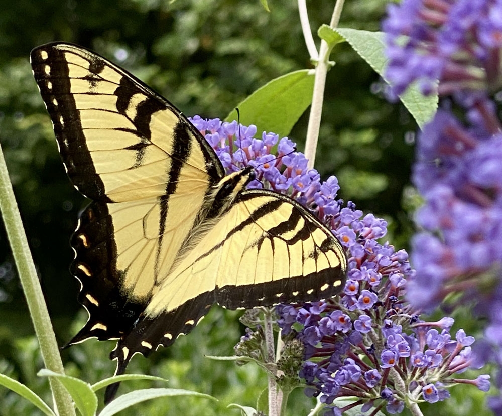 Butterfly Bush A Cautionary Tale Flower Magazine