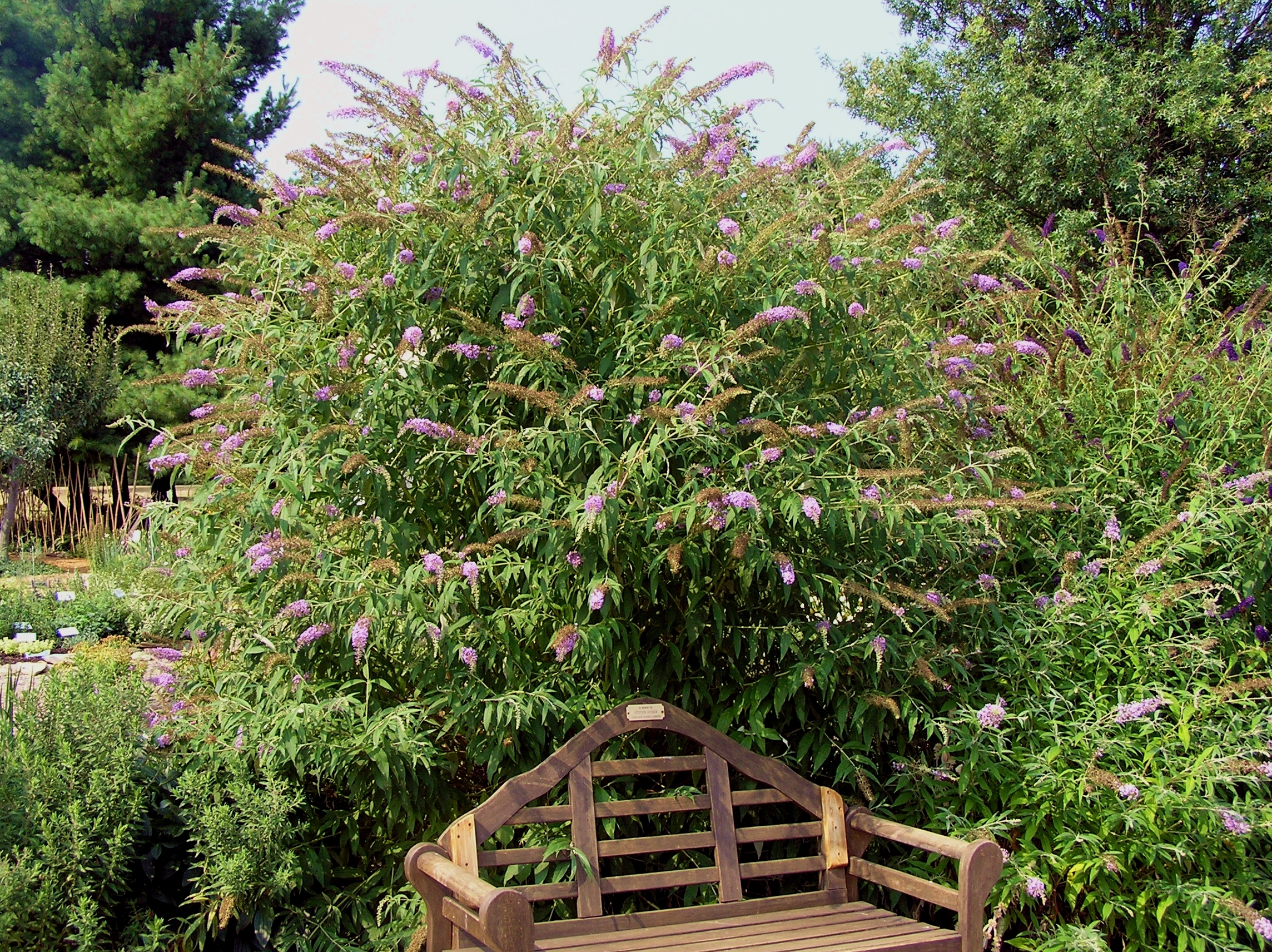 Butterfly Bush Home Garden Information Center