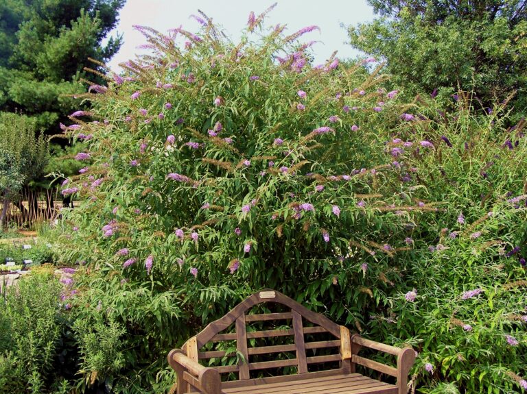 Butterfly Bush Home Garden Information Center
