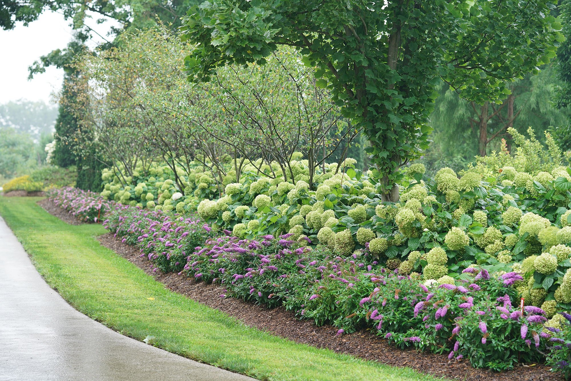 Butterfly Bush Smooth Hydrangea Great Garden Plants Blog