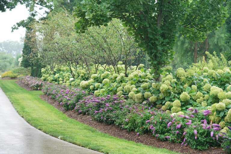 Butterfly Bush Smooth Hydrangea Great Garden Plants Blog
