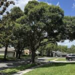 C C Landscaping Nursery And Garden Center Reviews Photos Phone Number Updated August 2025 Landscaping Services In Lakewood Ranch Suburb Manatee County FL Wheree