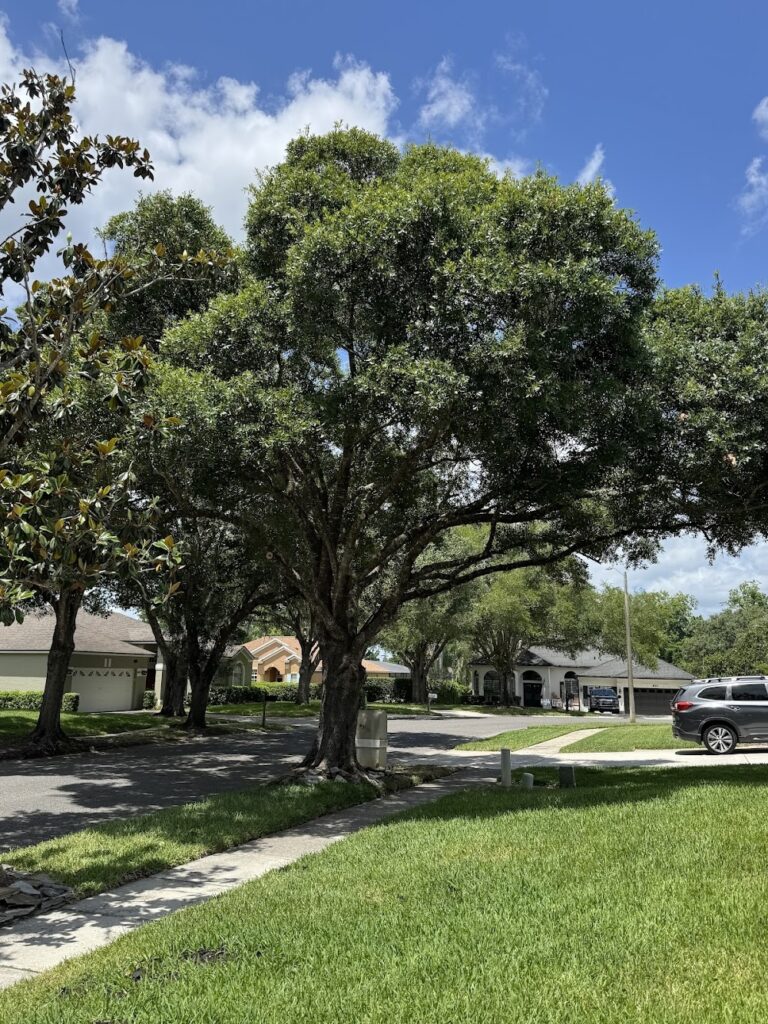 C C Landscaping Nursery And Garden Center Reviews Photos Phone Number Updated August 2025 Landscaping Services In Lakewood Ranch Suburb Manatee County FL Wheree