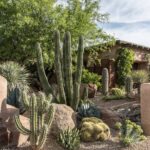 Cactus Garden Photos Ideas Houzz