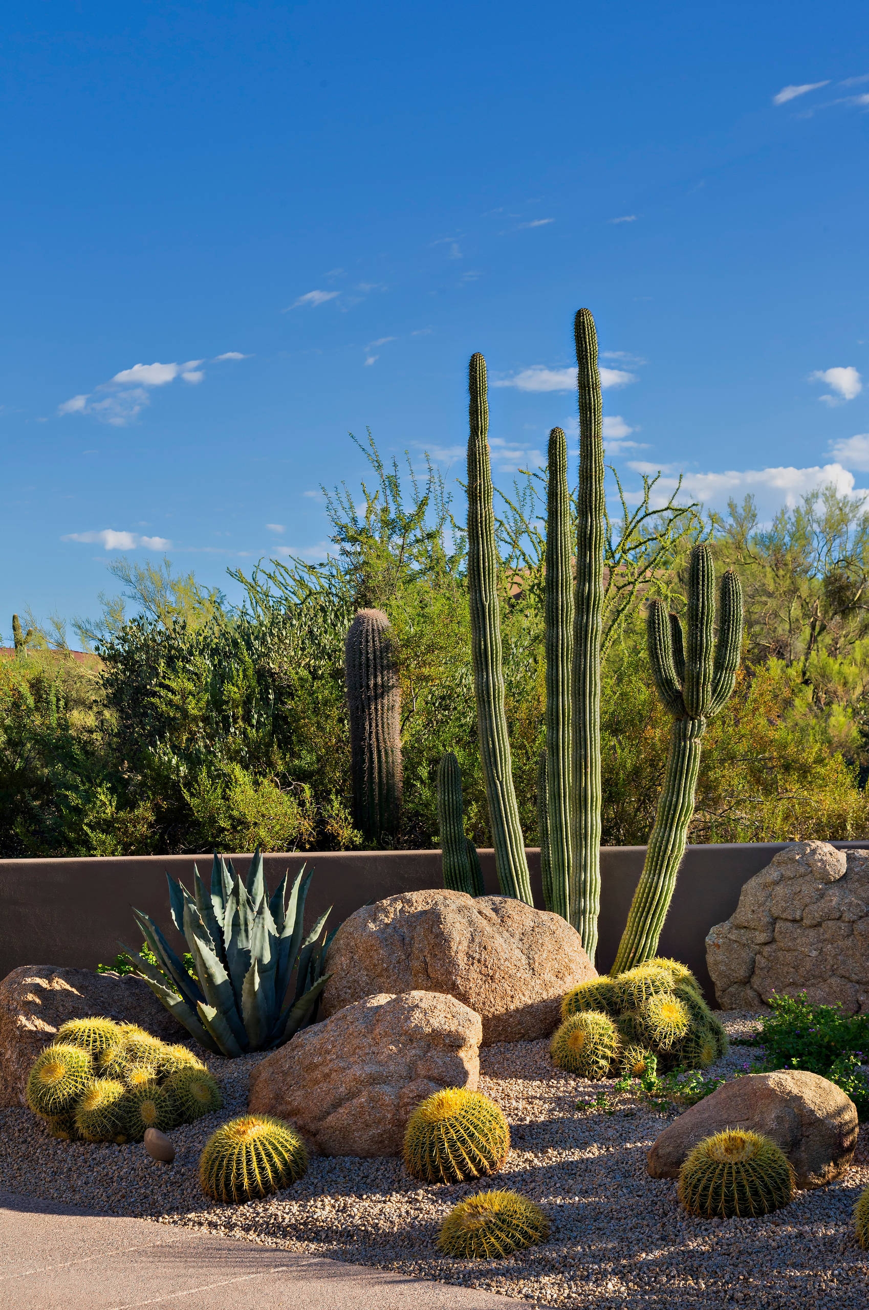 Cactus Garden Photos Ideas Houzz