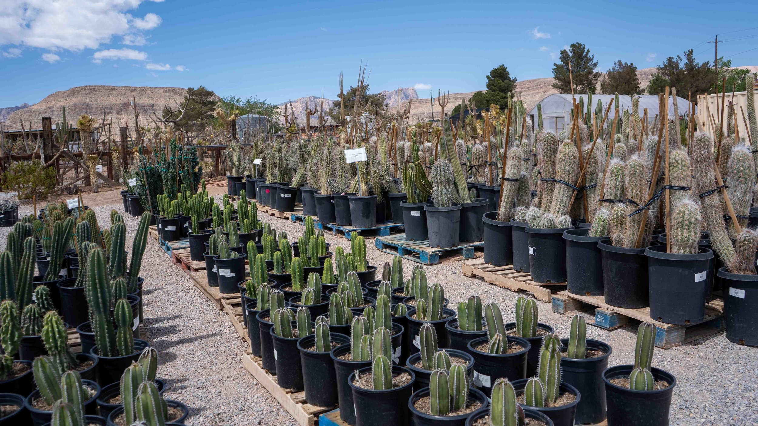 cacti landscaping las vegas