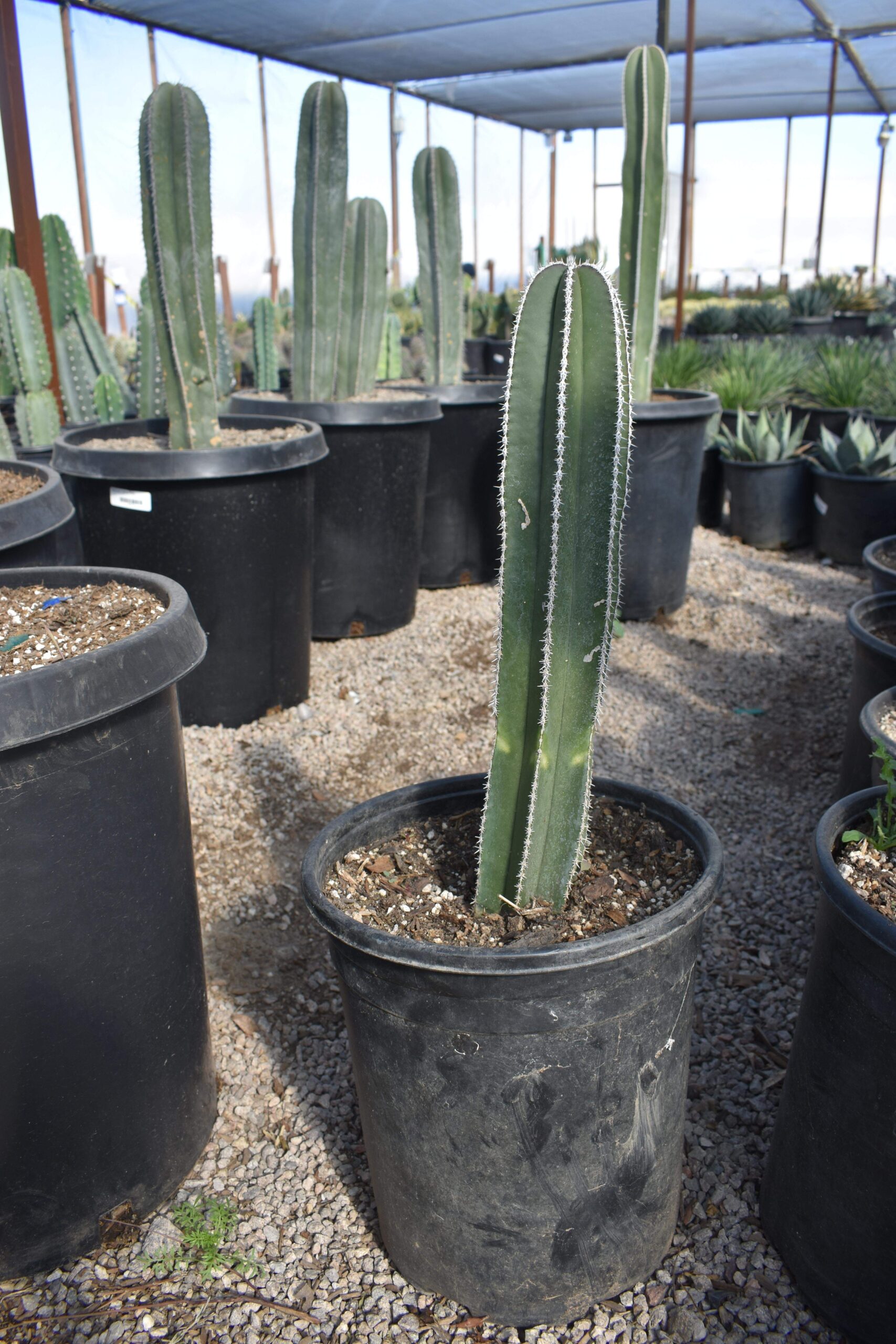 Cactus Landscaping Cactus In Las Vegas NV Landscapes