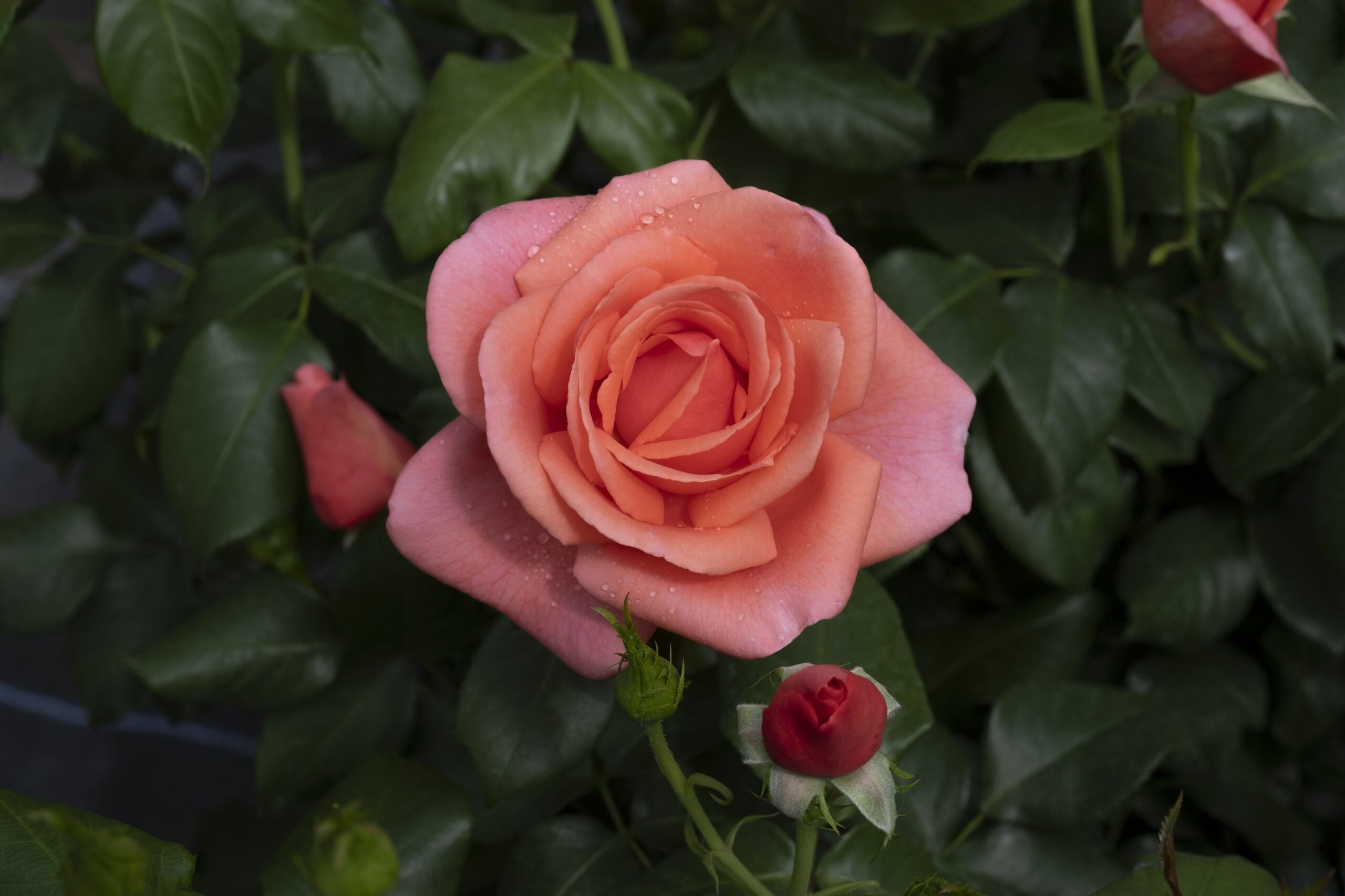 Catherine s Rose Planted By The Princess Of Wales And Here s Where You Can Buy It