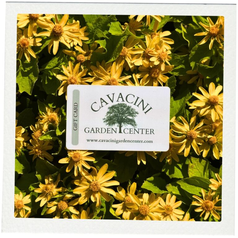 Cavacini Garden Center