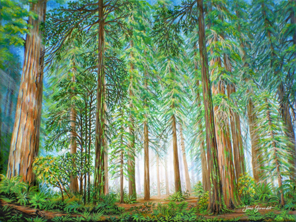 Coastal Redwoods Painting By Jane Girardot Art