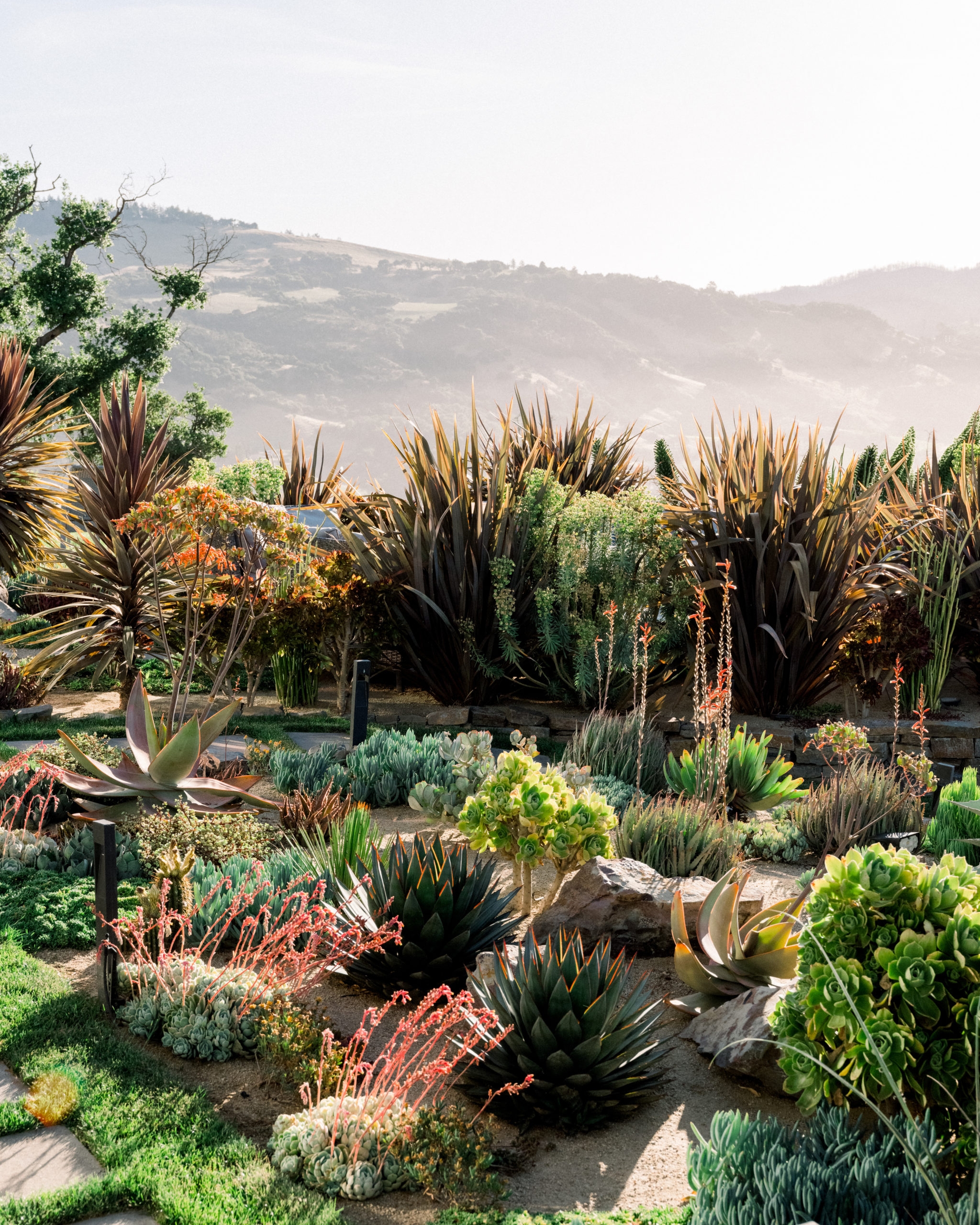 Colorful Succulents Bring Beauty To Fountaingrove Garden Rebuilt After Tubbs Fire Sonoma Magazine