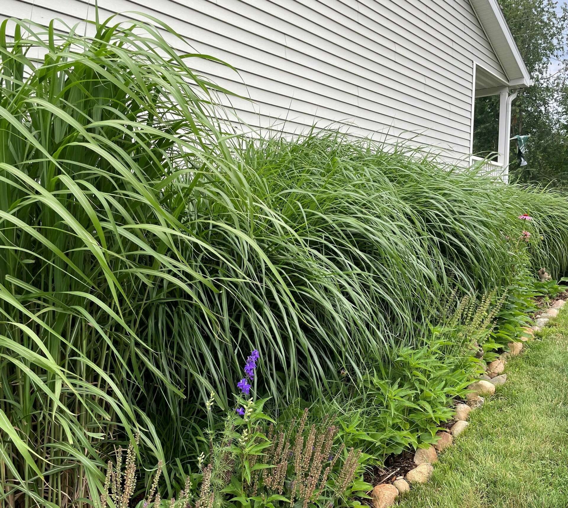 bluemel's garden & landscape