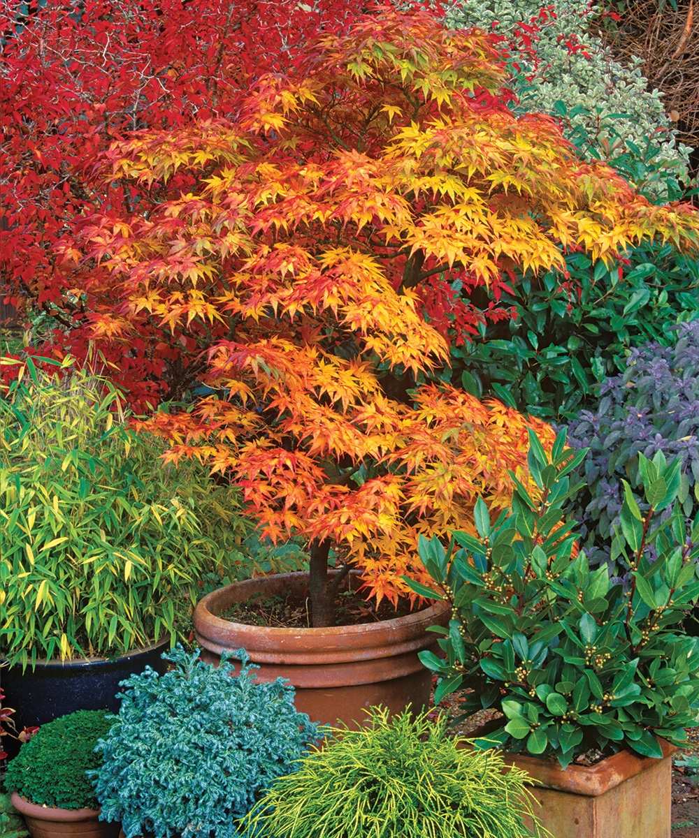Compact Shrubs That Provide Color Interest And Excitement To The Landscape Fine Gardening