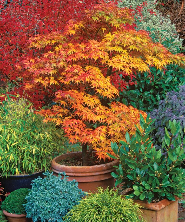 Compact Shrubs That Provide Color Interest And Excitement To The Landscape Fine Gardening
