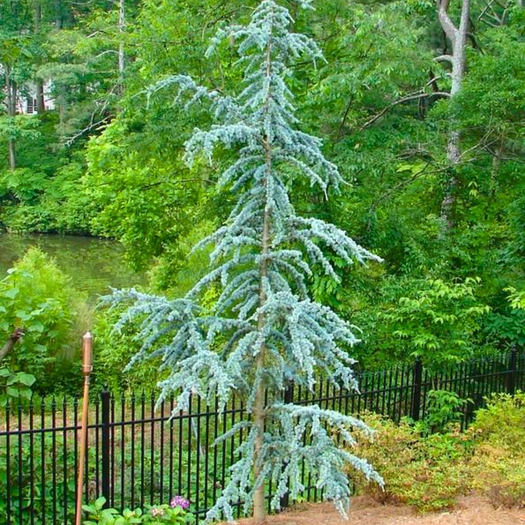 Cool Conifers Explore The World Of Blue Evergreen Trees Patuxent Nursery