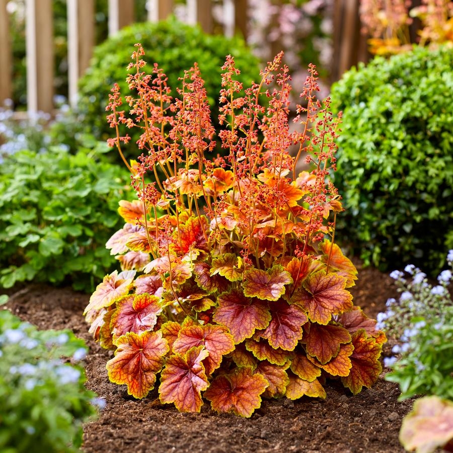 Coral Bells Heuchera Eternal Flame From Growing Colors