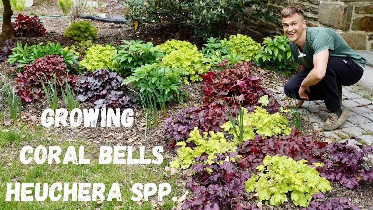 CORAL BELLS Heuchera Spp Where To Plant How To Grow YouTube