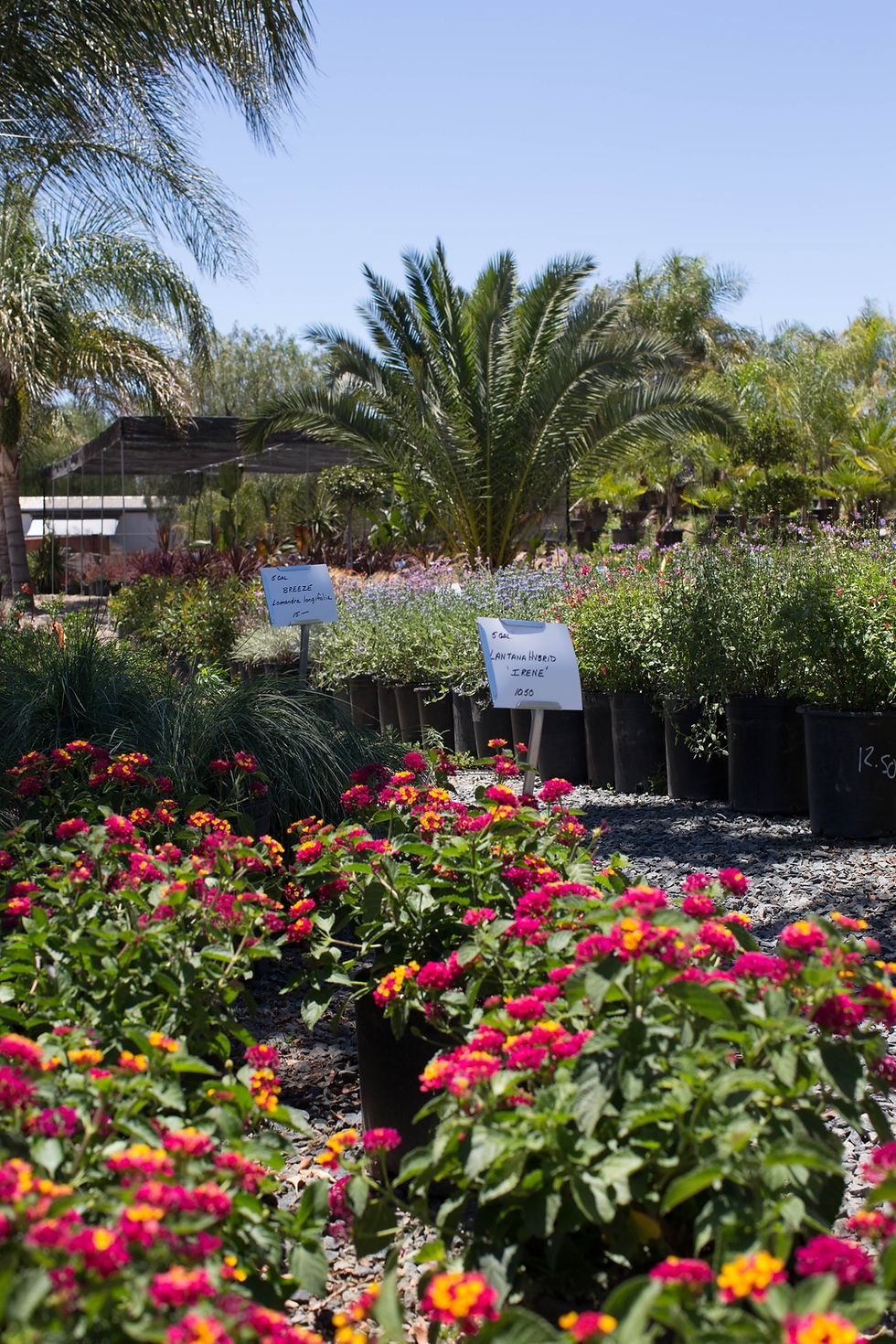 Curby s Nursery
