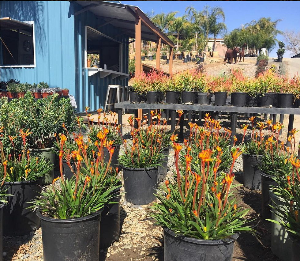 kerby's nursery and landscaping