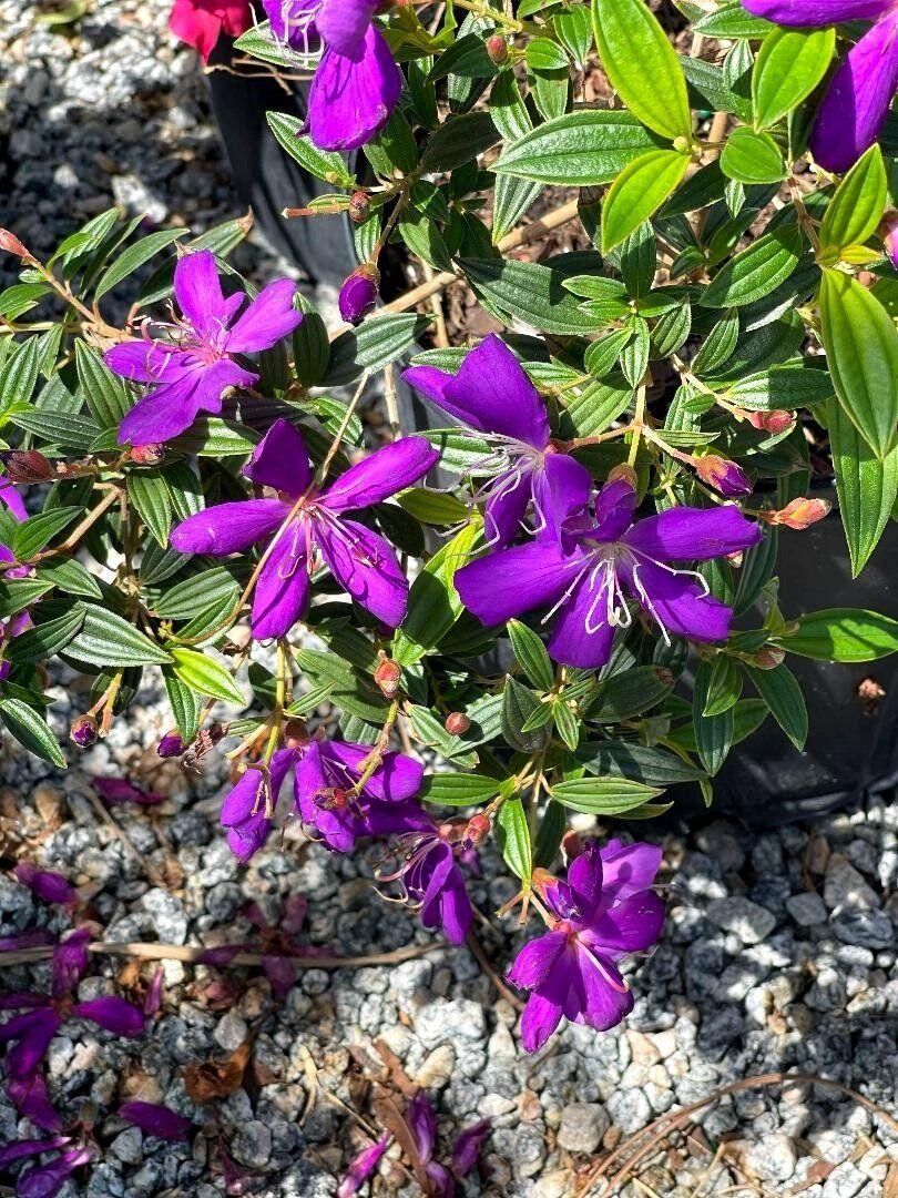 cw willis landscaping & garden center