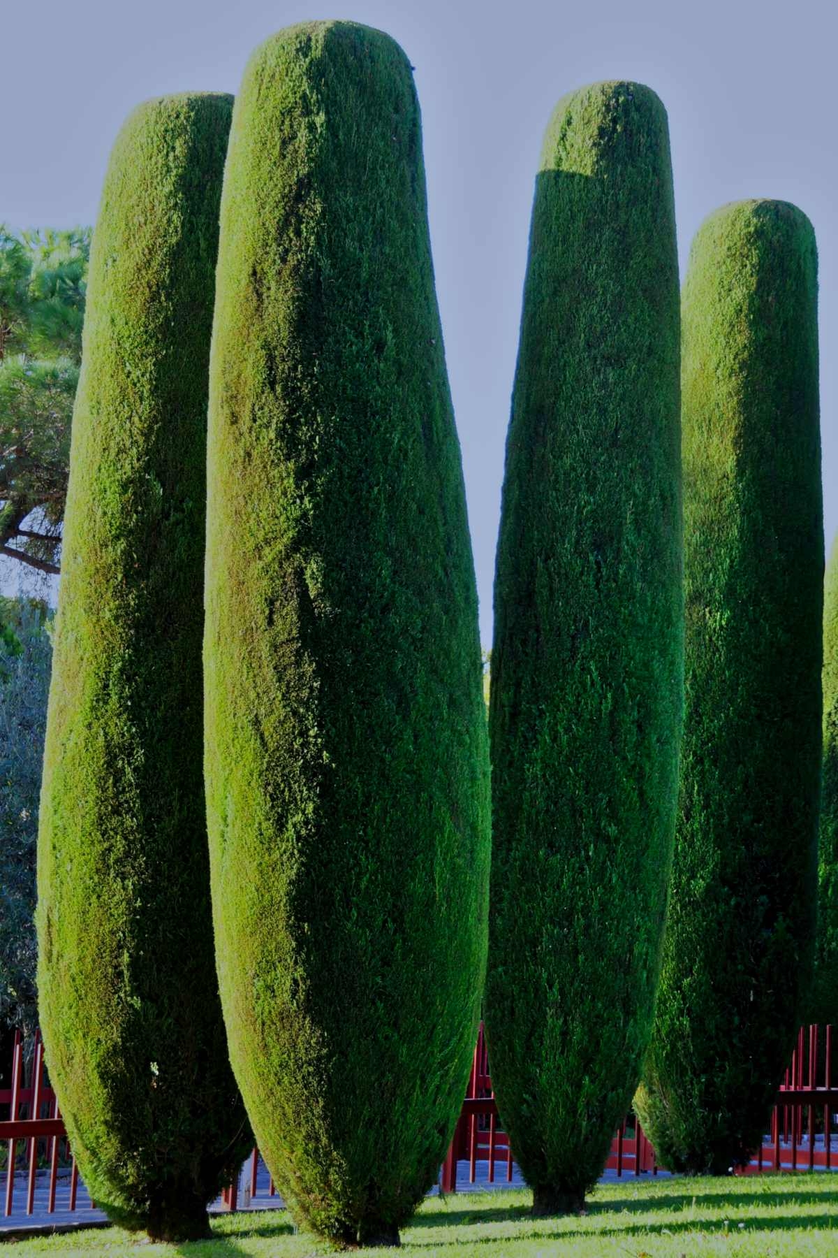 Cypress Planting Pruning And Advice On Caring For It