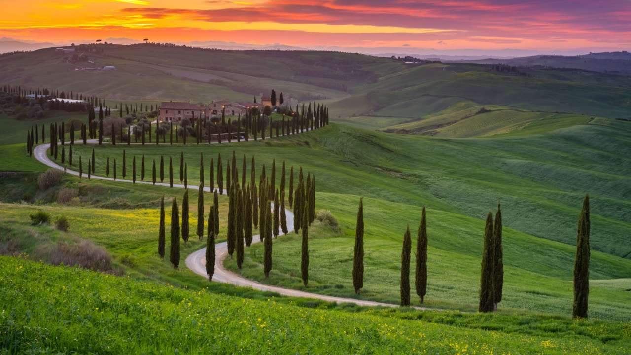 Cypress Tree Guide What Are They 14 Common Species