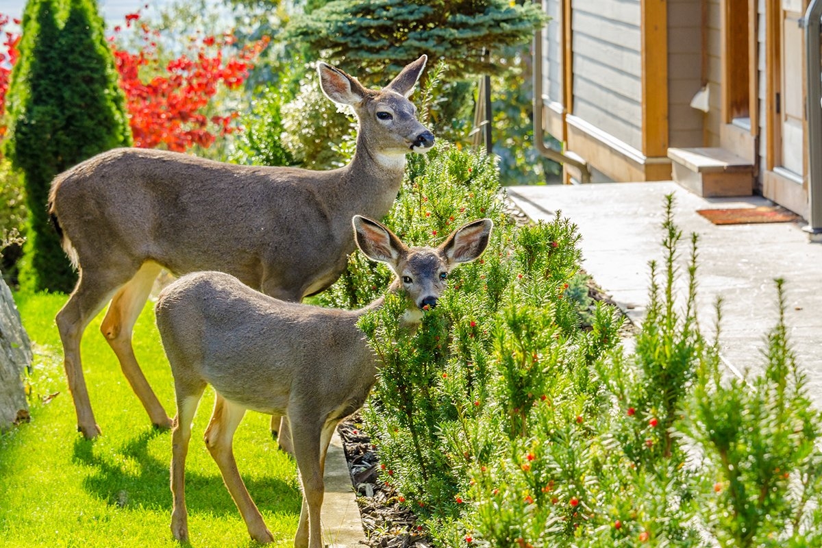 Deer Resistant Plants That Also Deter Rabbits Elk Mosquitoes Dennis 7 Dees Landscaping Services Garden Centers