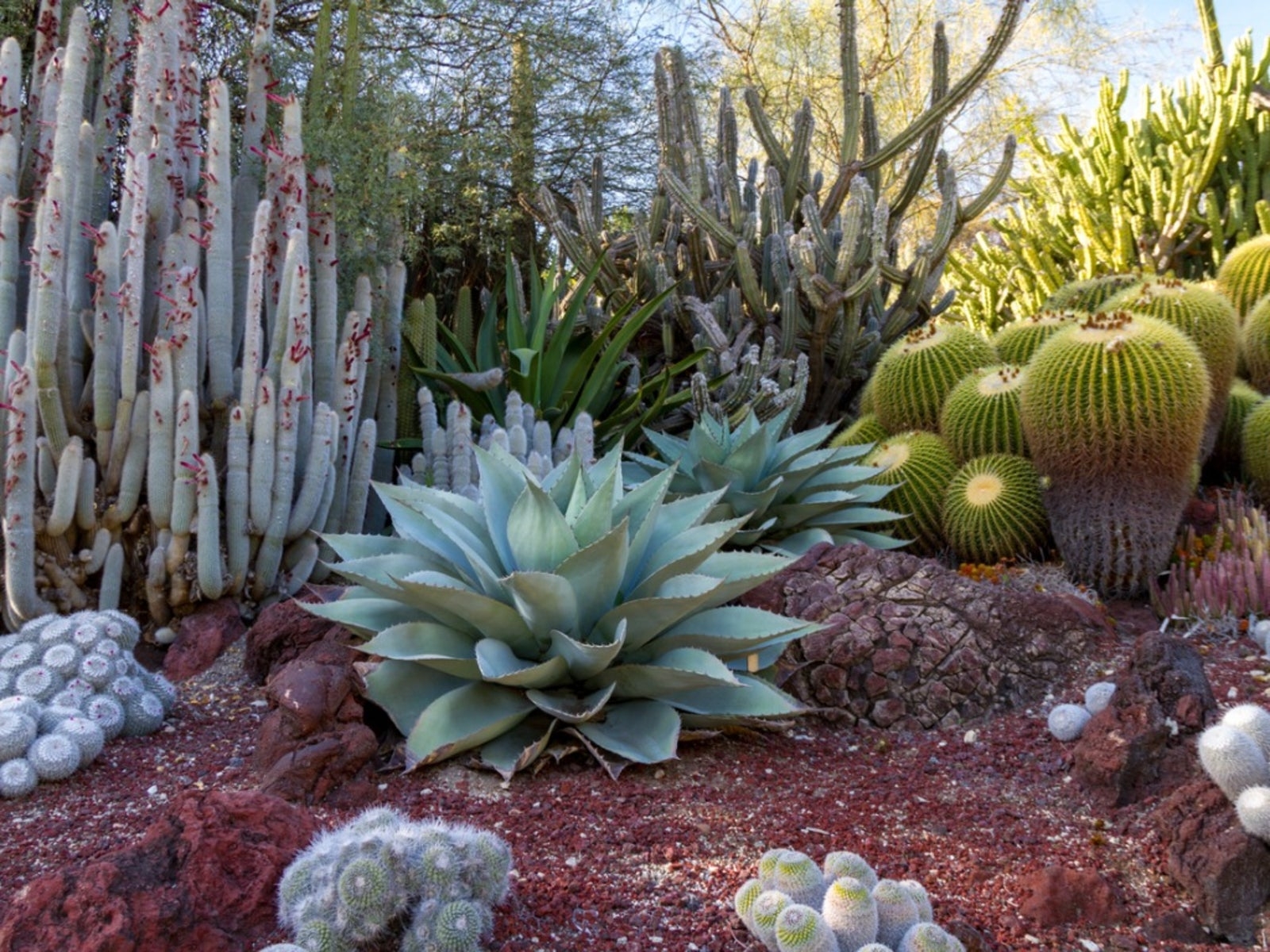Desert Garden Theme What Plants Are Best For Desert Gardens Gardening Know How