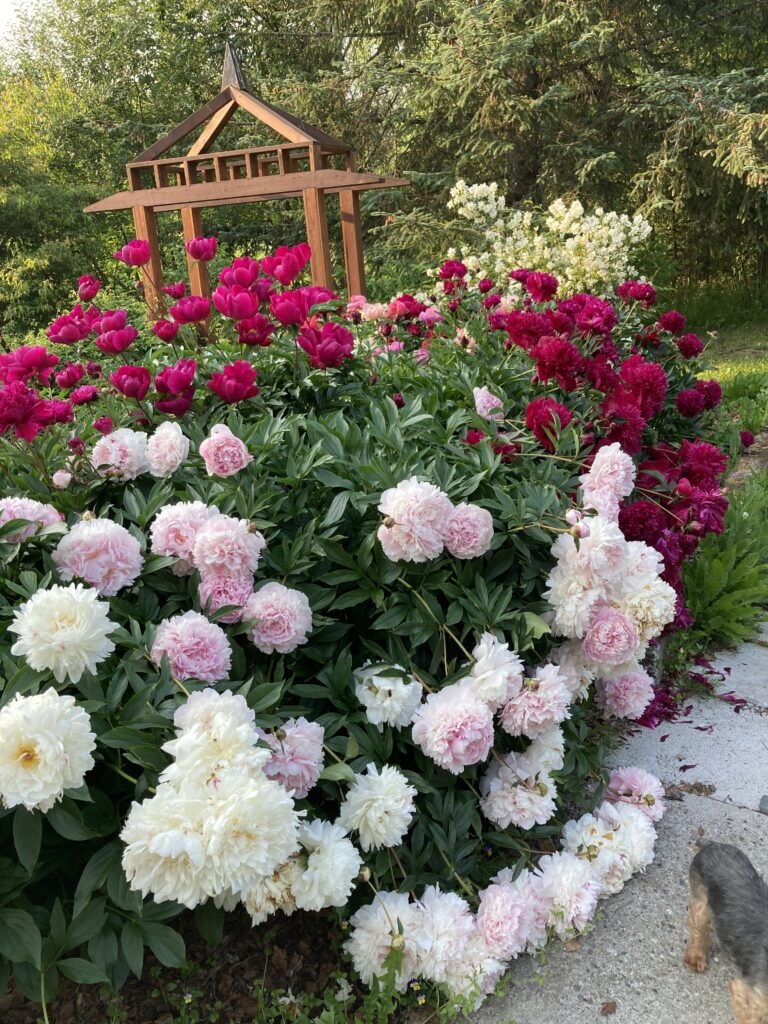 Designing A Perennial Garden With Peonies Alaska Peony Cooperative