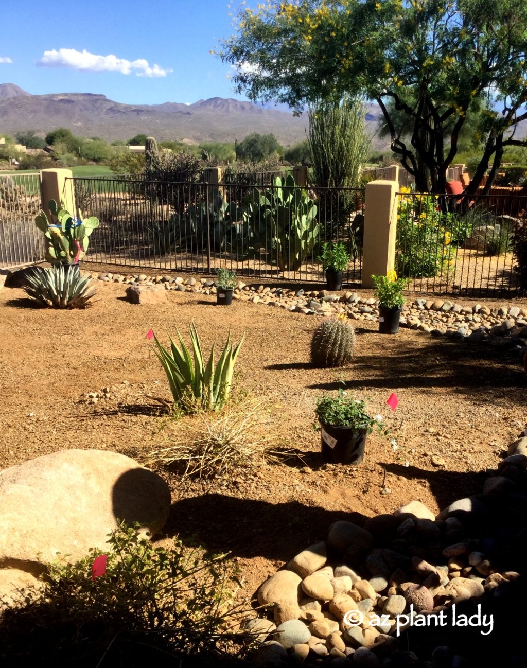 Designing Desert Landscape Archives Desert Gardening 101